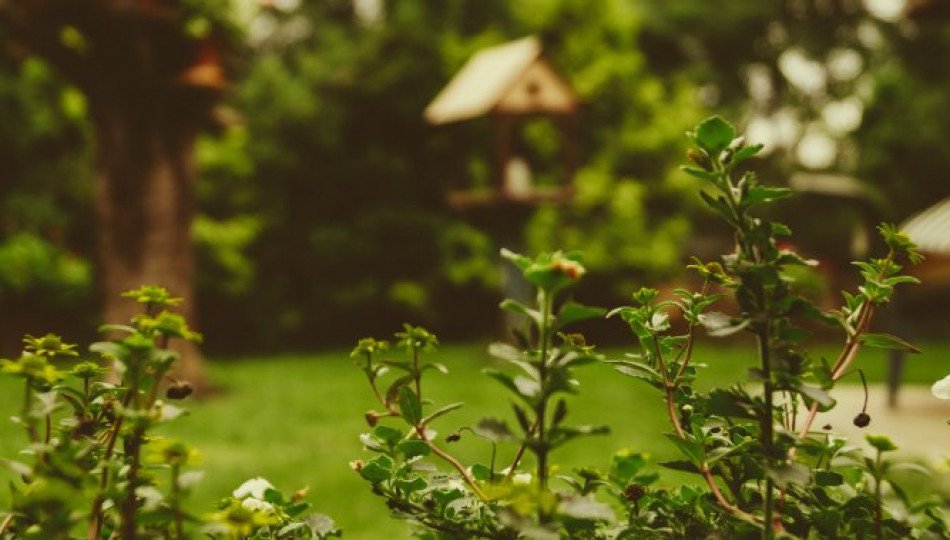 allotment-your-garden-in-polish-urban-areas