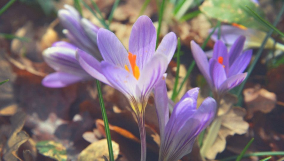 the-most-unusual-spring-traditions-in-poland