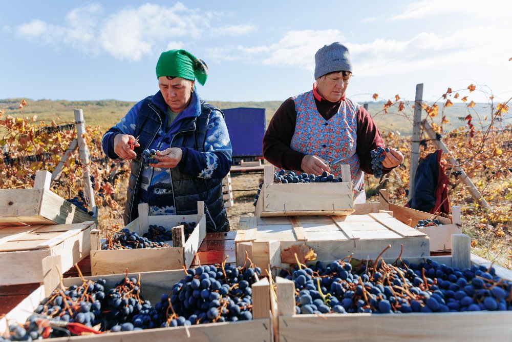 foreign-seasonal-workers-to-enter-finland-for-berry-picking-jobs.jpg